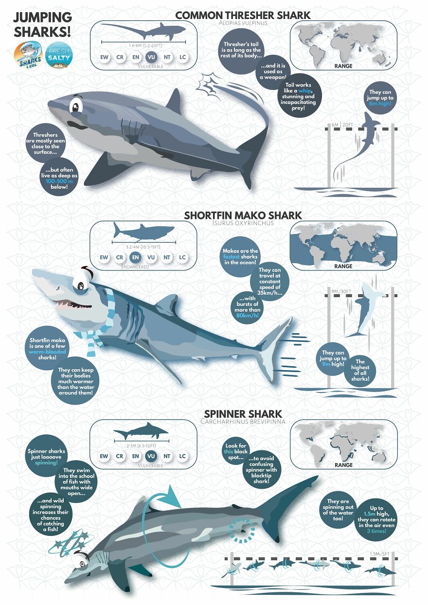 I Illustrate Incredible Marine Life Facts With A Fun Twist I Illustrate Incredible Marine Life Facts With A Fun Twist