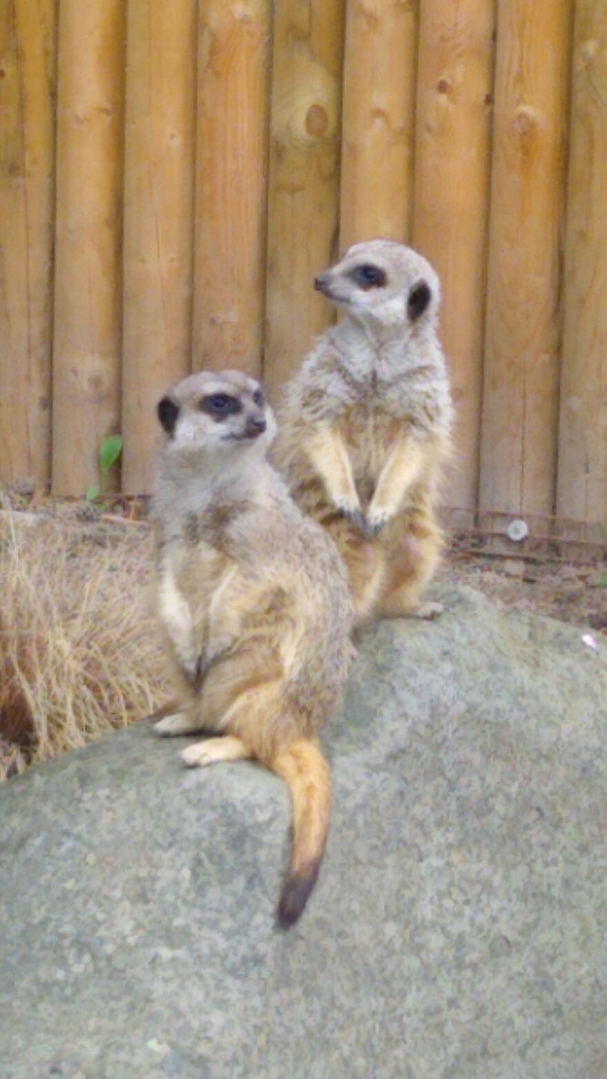 Took This At Edinburgh Zoo A While Ago, Probably My Best Photo Yet