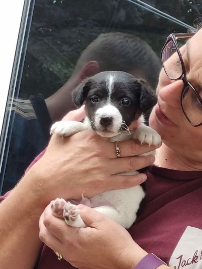 Our New Pupper Jack The Jack Russell
