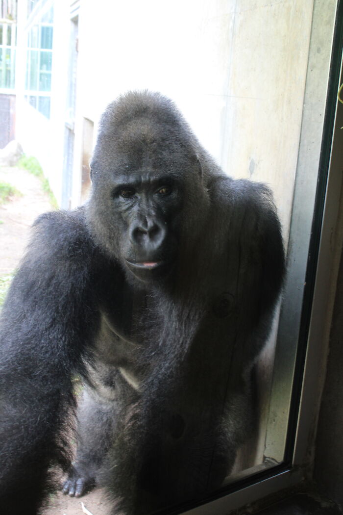 A Handsome Guy At The Zoo Posed For Me Then Walked Away