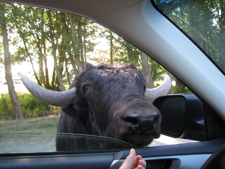 Friendly Resident Greeted Us