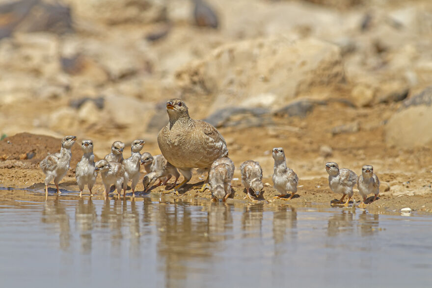 Sand Partridge