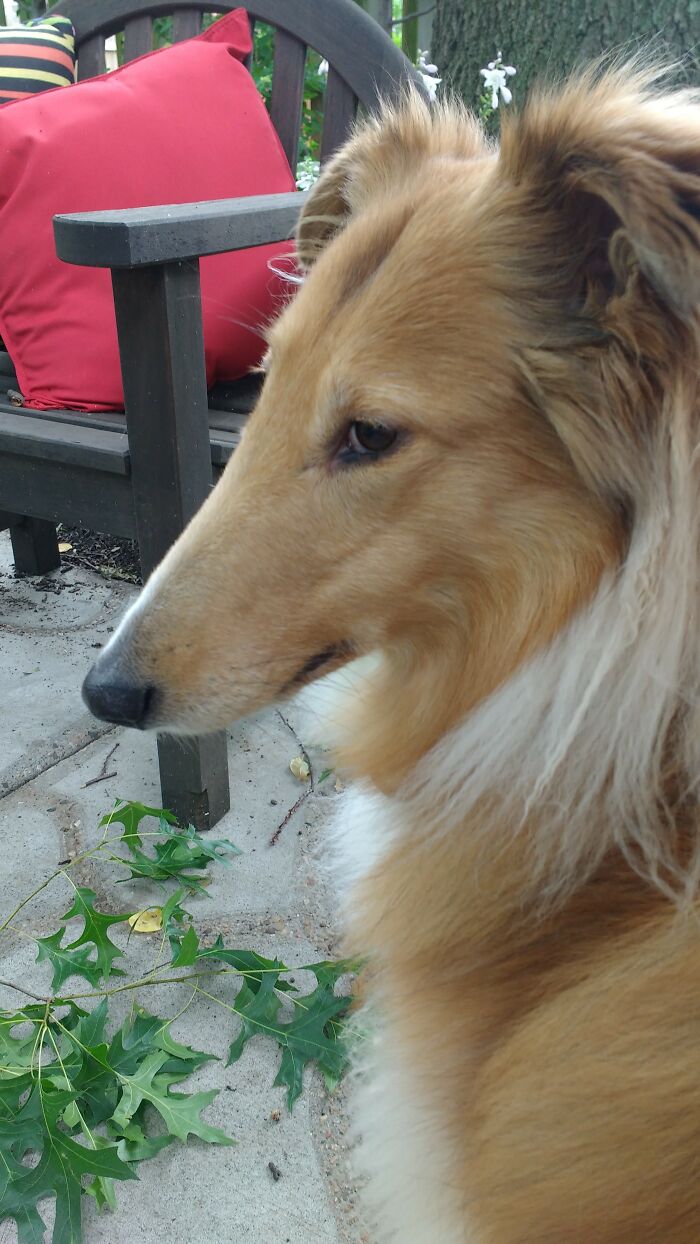 Side Eye From Ginger