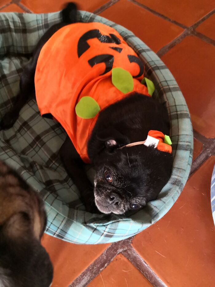 You Will Die... I'm A Pug Not A Pugmking!