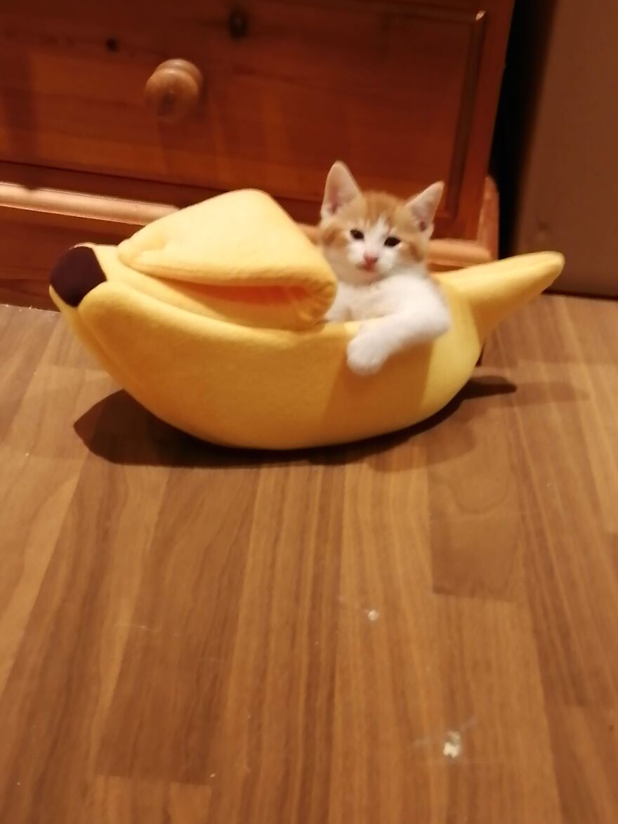 Beep Beep. Banana Coming Through