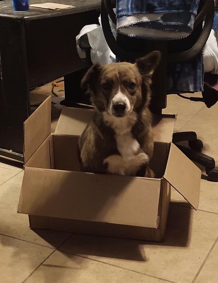 My Holly-Girl Trying To Be A Cat Like Her Sisters.