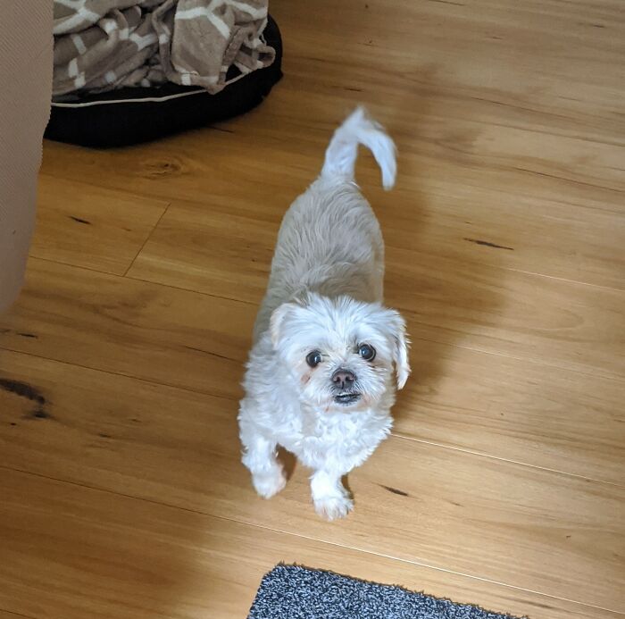 Molly 14yrs, Still Get Asked How Old Our Puppy Is