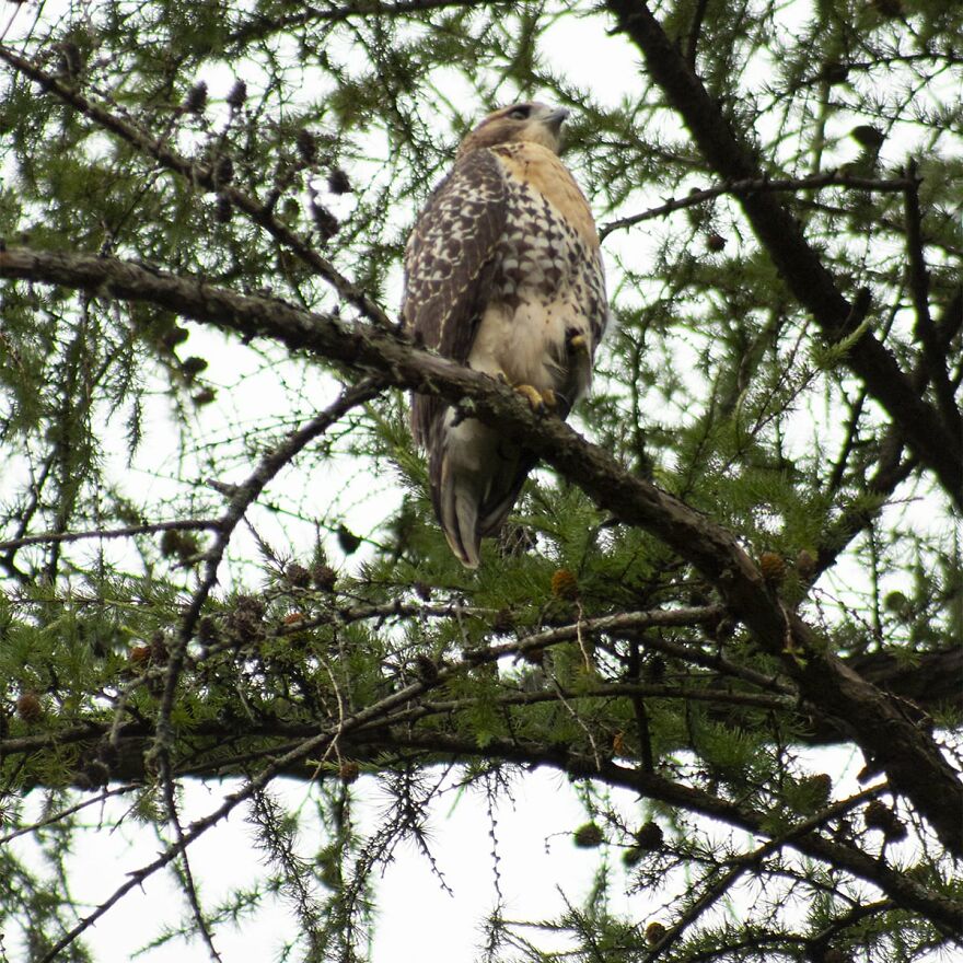 Red Tailed Hawk