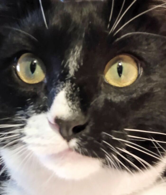 Surprised Nose Boop!