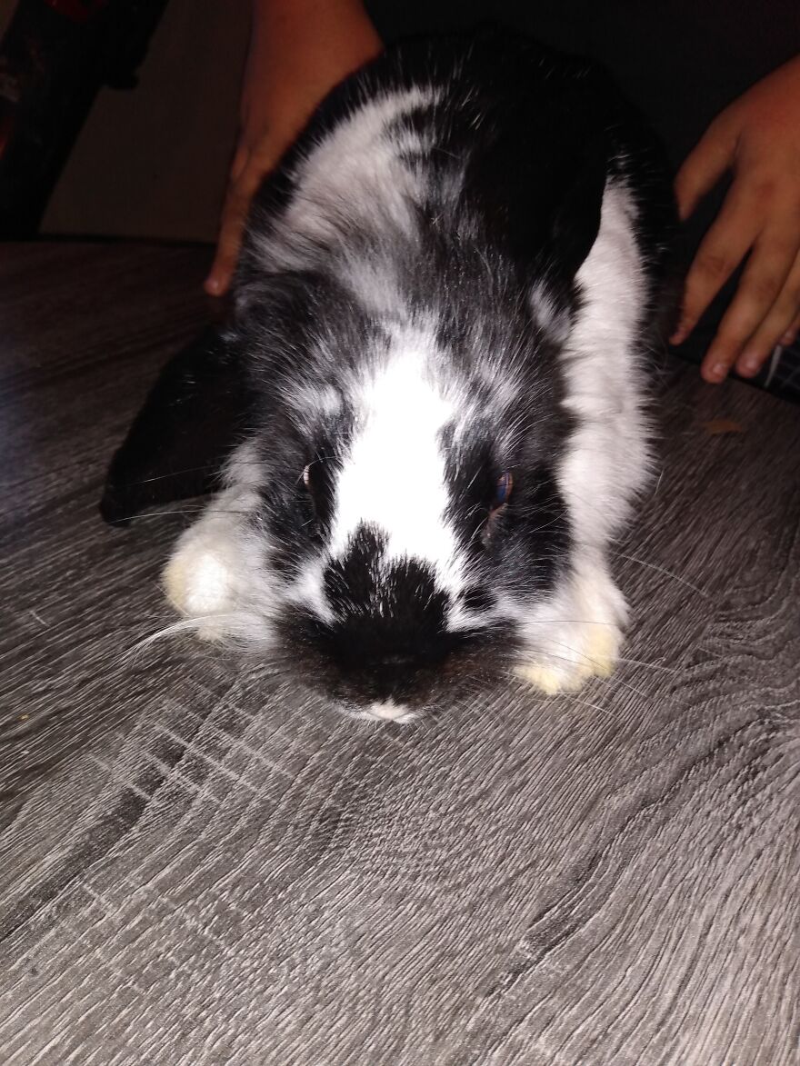 Roger Rabbit