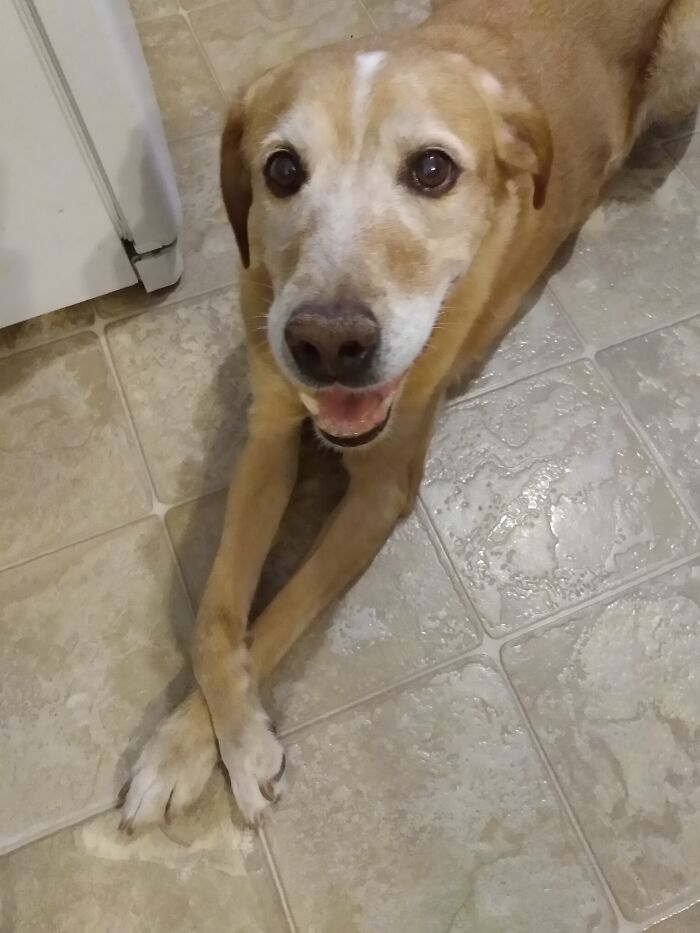 13 Y.o. Labrador/Britney Spaniel Mix ❤️ I Love Him Sm