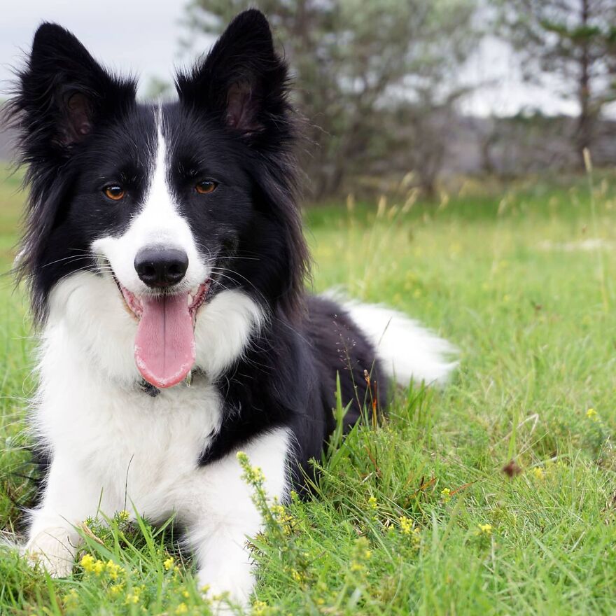 My Icelandic Migraine Alert Dog, Jökla