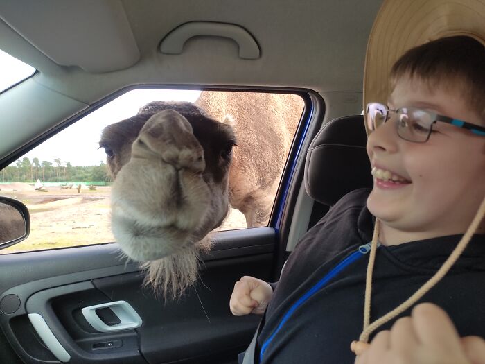 Even Camels Can Smile Crookedly