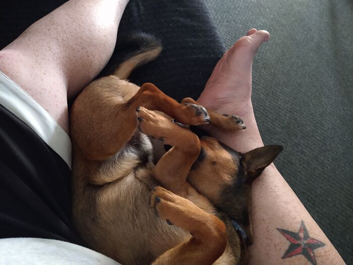 This Is Boomer He Always Sleeps On Sissy's Lap Like This