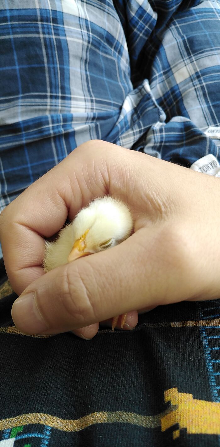 Our Newest Chicken "Diddy" She Is A Serama, The World's Smallest Chicken Breed, And Is Five Days Old