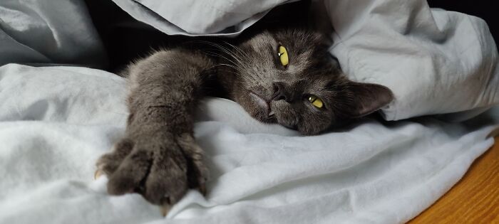 My Cat Indie Under My Duvet