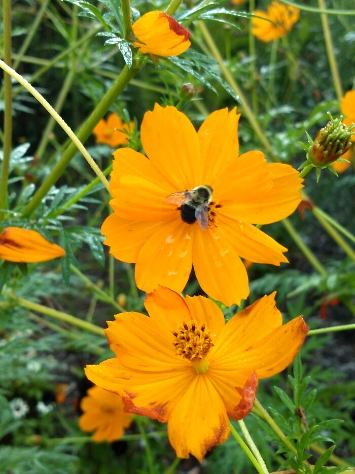 Bumblebee On Flower