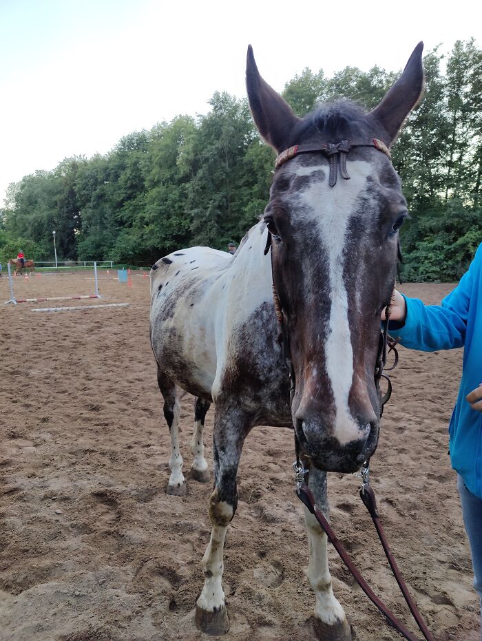 My Ride - Big And Sweet Boy, Colorado, At Yesterday's Wester Horse Riding Lesson