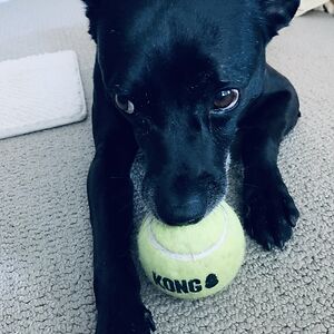 nekonekokawaii08 avatar