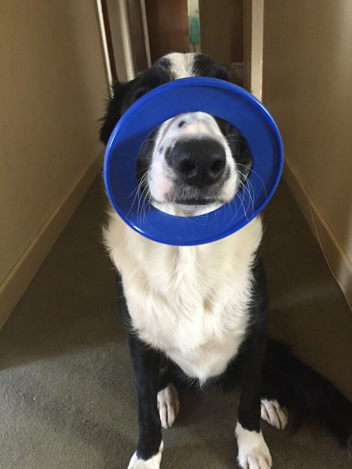This Is My Dog Shilo. He Balances His Toy Rings On His Nose When He Wants Attention And/ Or For One Of Us To Throw It For Him.