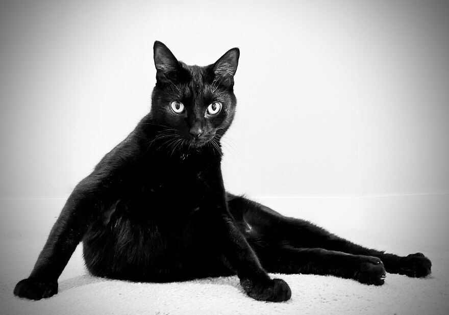 Ready For The Catwalk...