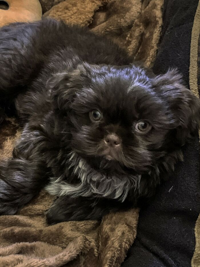 Our New Puppy, Born On The 4th Of July Named Boomer.