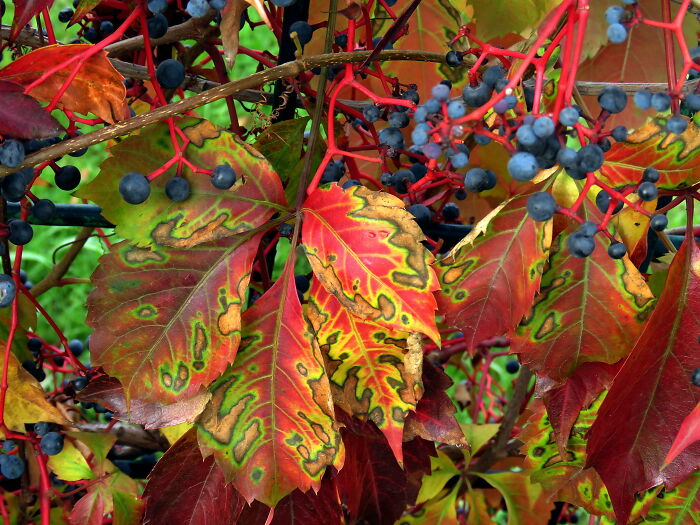 All The Colors Of Autumn