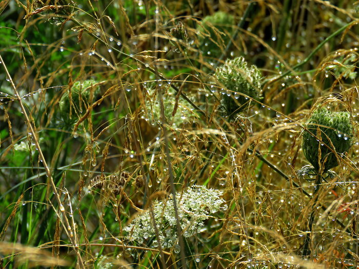 Summer Rain And The Smell Of Wet Meadow Grasses 🥰