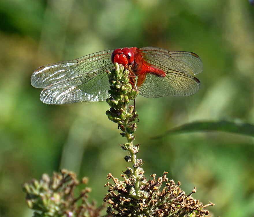My Favorite, The Red Dragonfly, Finally Face To Face 😍