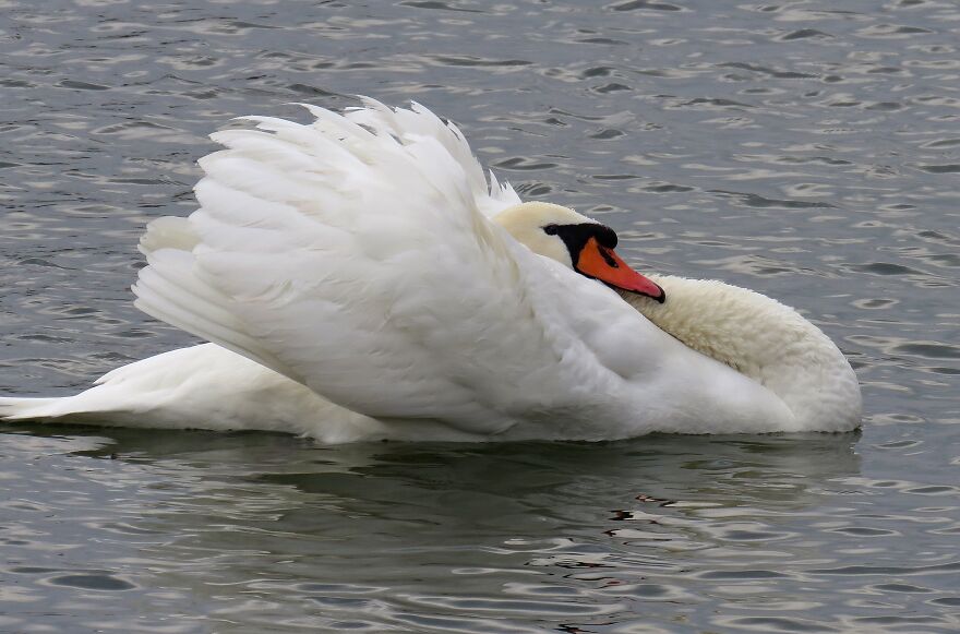 I Još Samo Ova Veličanstvena Ptica