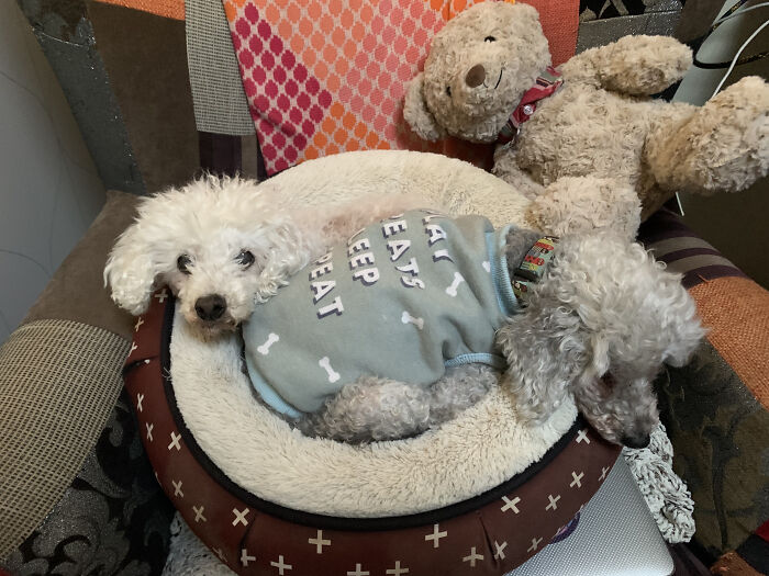 Wednesday Was In The Prime Position On My Chair, Went For A Wee And Gidget Got In. Wednesday Didn't Hesitate To Reclaim Her Position.