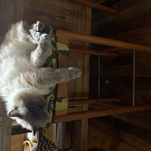 maarama_kamira avatar