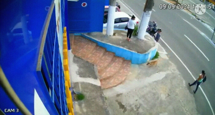 This Dog Dad Waited Outside A Vet Clinic While The Mother Gave Birth To 6 Puppies