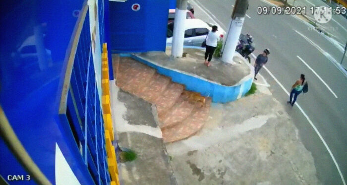 This Dog Dad Waited Outside A Vet Clinic While The Mother Gave Birth To 6 Puppies