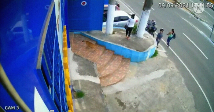 This Dog Dad Waited Outside A Vet Clinic While The Mother Gave Birth To 6 Puppies