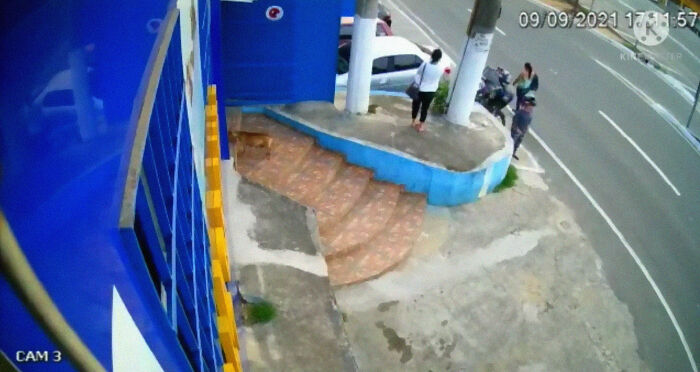 This Dog Dad Waited Outside A Vet Clinic While The Mother Gave Birth To 6 Puppies