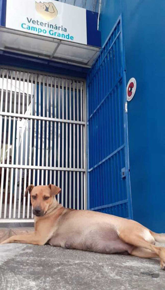 This Dog Dad Waited Outside A Vet Clinic While The Mother Gave Birth To 6 Puppies