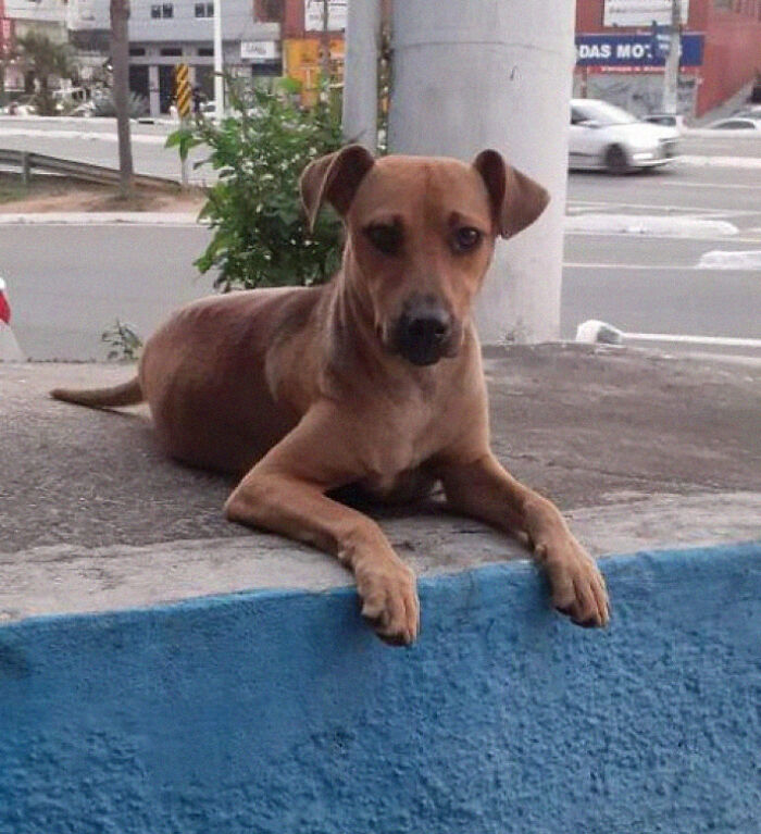 This Dog Dad Waited Outside A Vet Clinic While The Mother Gave Birth To 6 Puppies