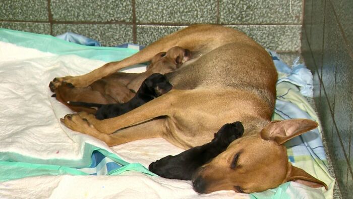 This Dog Dad Waited Outside A Vet Clinic While The Mother Gave Birth To 6 Puppies