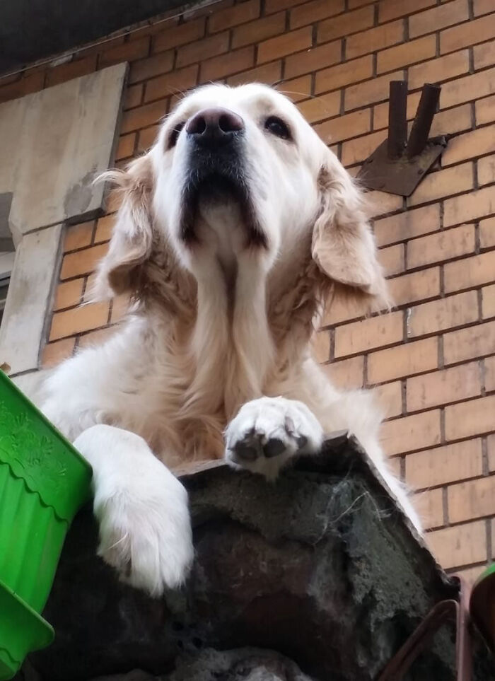 Golden Retriever Hanging Out On Its Balcony Became The Most Popular Tourist Attraction In Gdansk