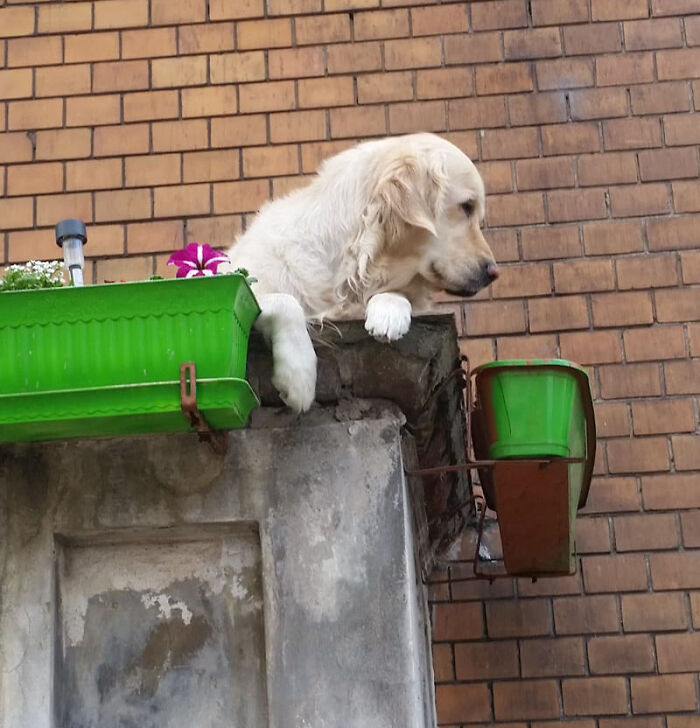 Golden Retriever Hanging Out On Its Balcony Became The Most Popular Tourist Attraction In Gdansk