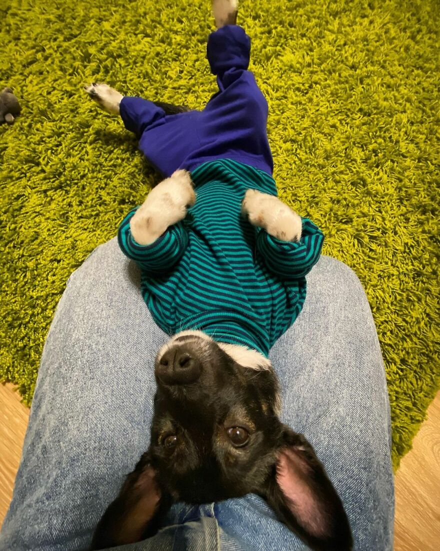 After A Week Of Public Outrage And Volunteer Search Parties, The Dog That Got Lost At The Airport Finally Got Found