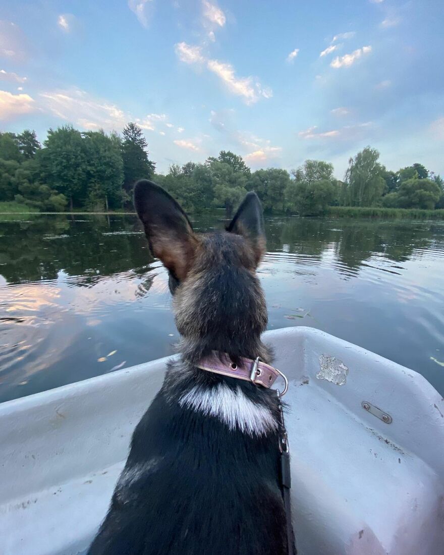After A Week Of Public Outrage And Volunteer Search Parties, The Dog That Got Lost At The Airport Finally Got Found