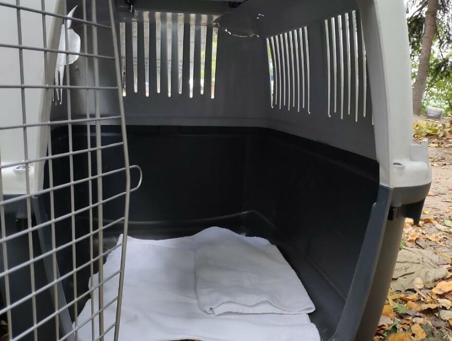 After A Week Of Public Outrage And Volunteer Search Parties, The Dog That Got Lost At The Airport Finally Got Found