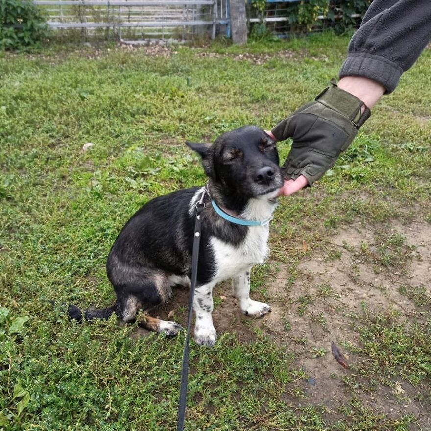 After A Week Of Public Outrage And Volunteer Search Parties, The Dog That Got Lost At The Airport Finally Got Found