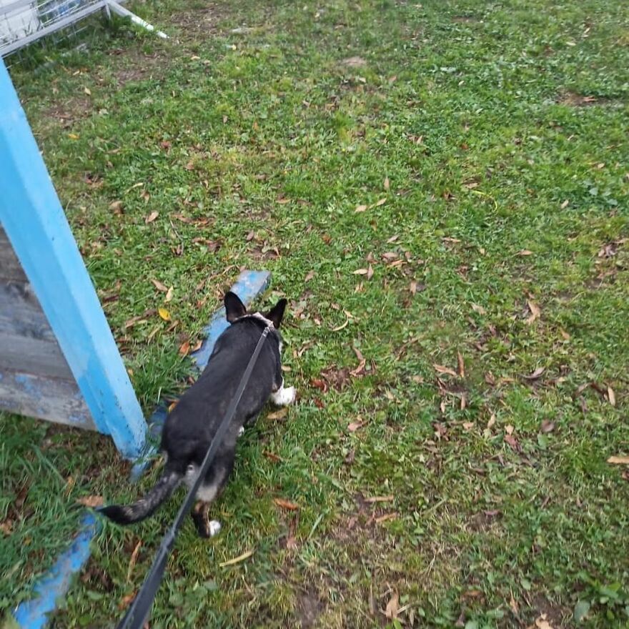 After A Week Of Public Outrage And Volunteer Search Parties, The Dog That Got Lost At The Airport Finally Got Found