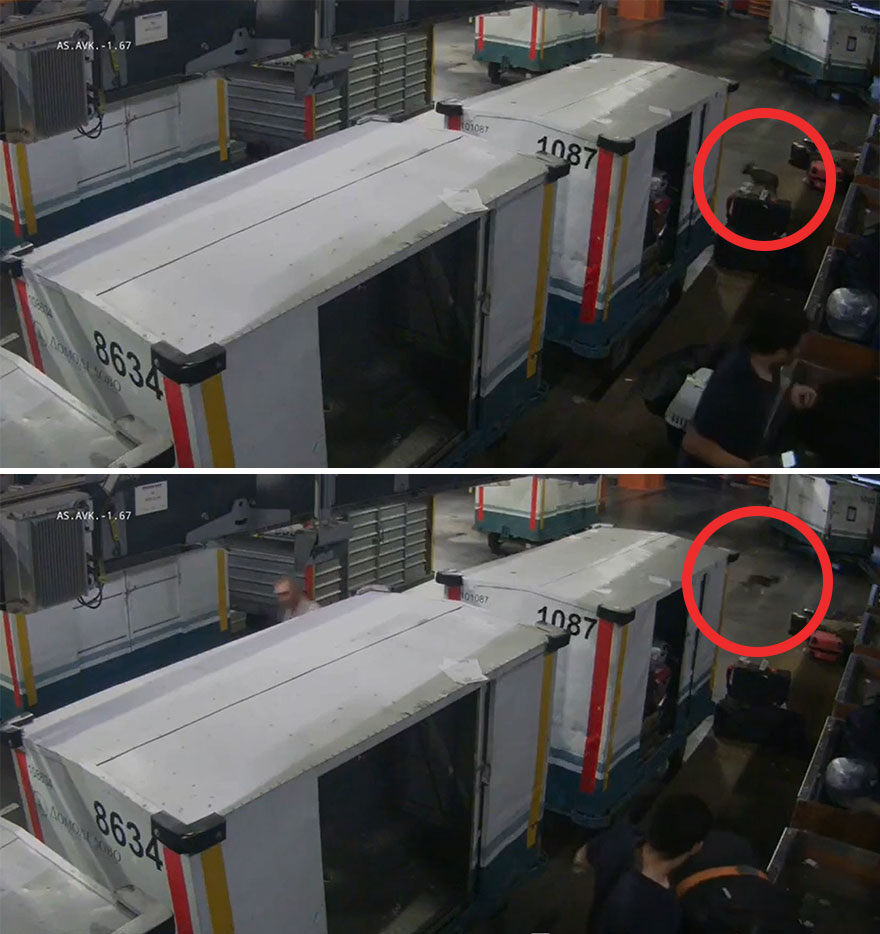 After A Week Of Public Outrage And Volunteer Search Parties, The Dog That Got Lost At The Airport Finally Got Found