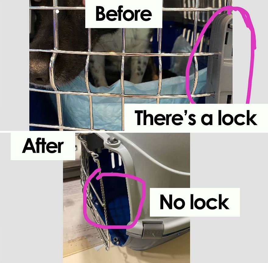 After A Week Of Public Outrage And Volunteer Search Parties, The Dog That Got Lost At The Airport Finally Got Found