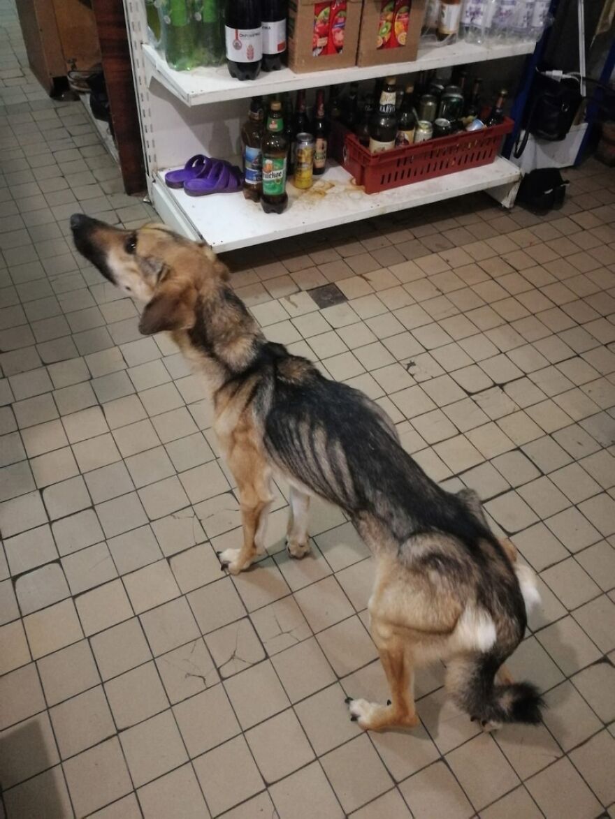 Locals Spot A Dog Stuck On The Edge Of A Balcony, Turns Out She Tried To Escape Her Abusive Owner