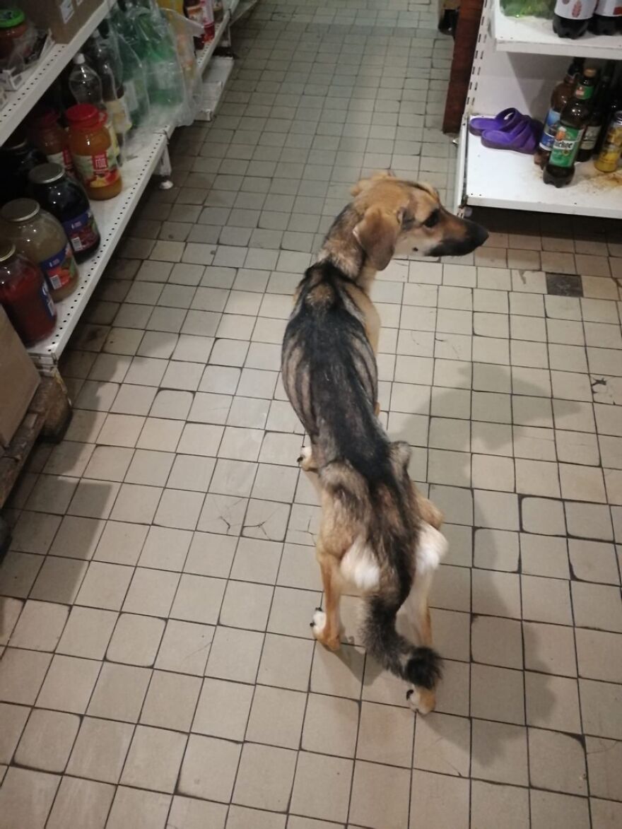 Locals Spot A Dog Stuck On The Edge Of A Balcony, Turns Out She Tried To Escape Her Abusive Owner